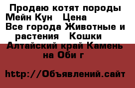 Продаю котят породы Мейн Кун › Цена ­ 12 000 - Все города Животные и растения » Кошки   . Алтайский край,Камень-на-Оби г.